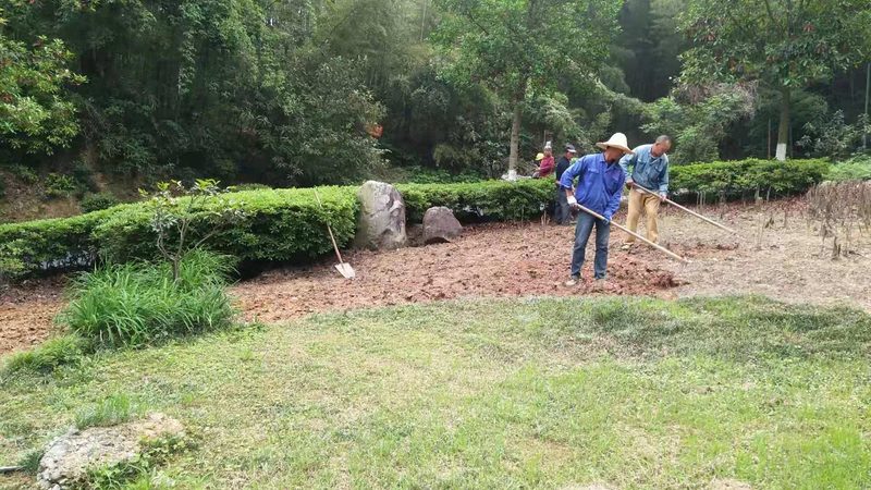 植物租摆与绿化养护：本质区别与关键要点