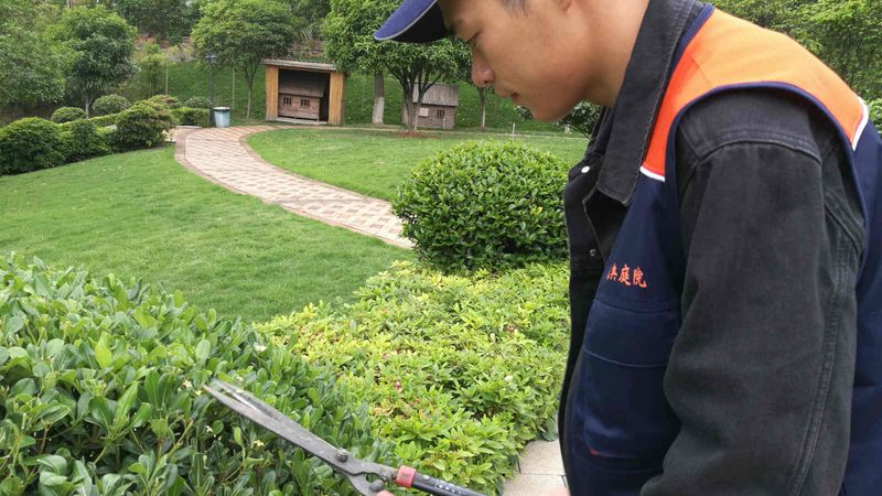 成都屋顶绿化植物选择：因地制宜，打造生态屋顶