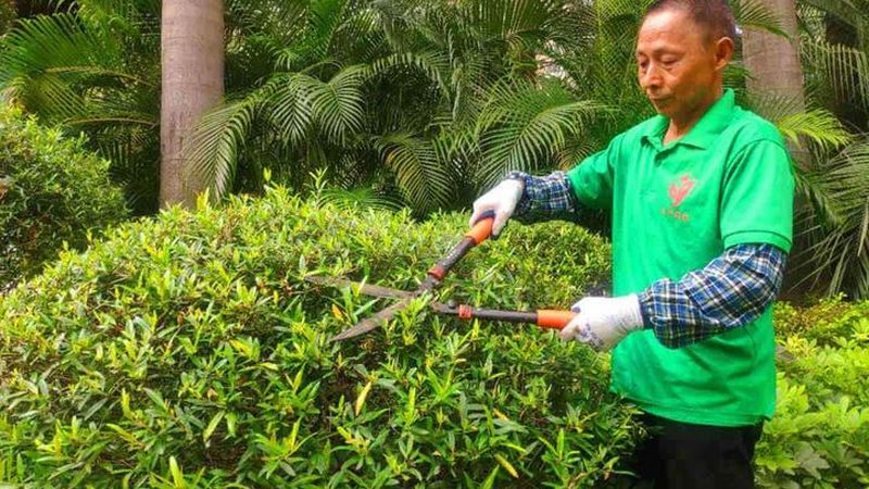 小区公园绿化养护，全年计划如何制定？**