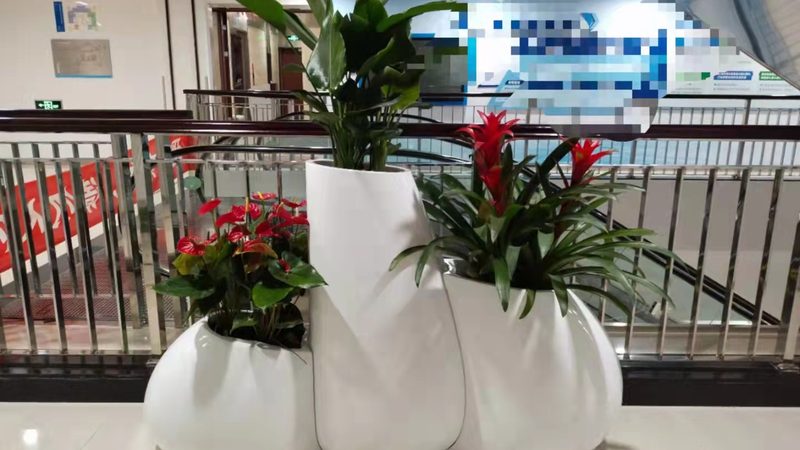 上海小型办公室绿植租赁：打造绿色办公环境的秘密武器**