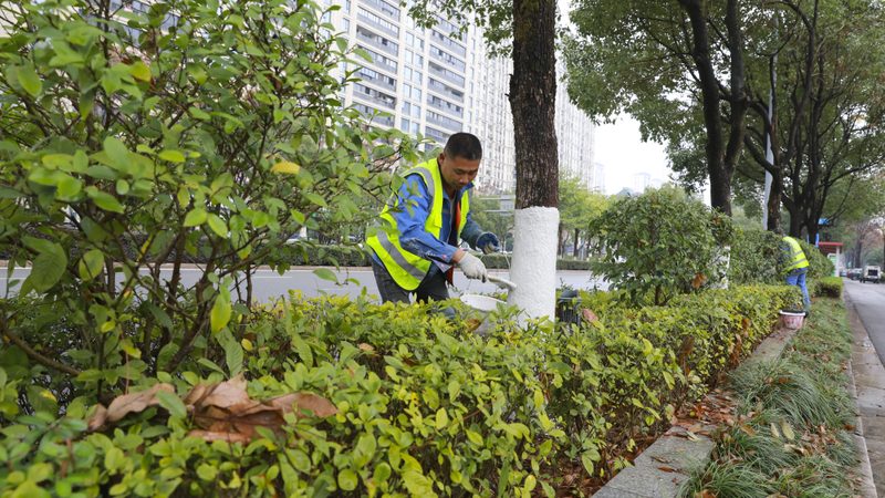 道路绿化养护全年工作流程详解